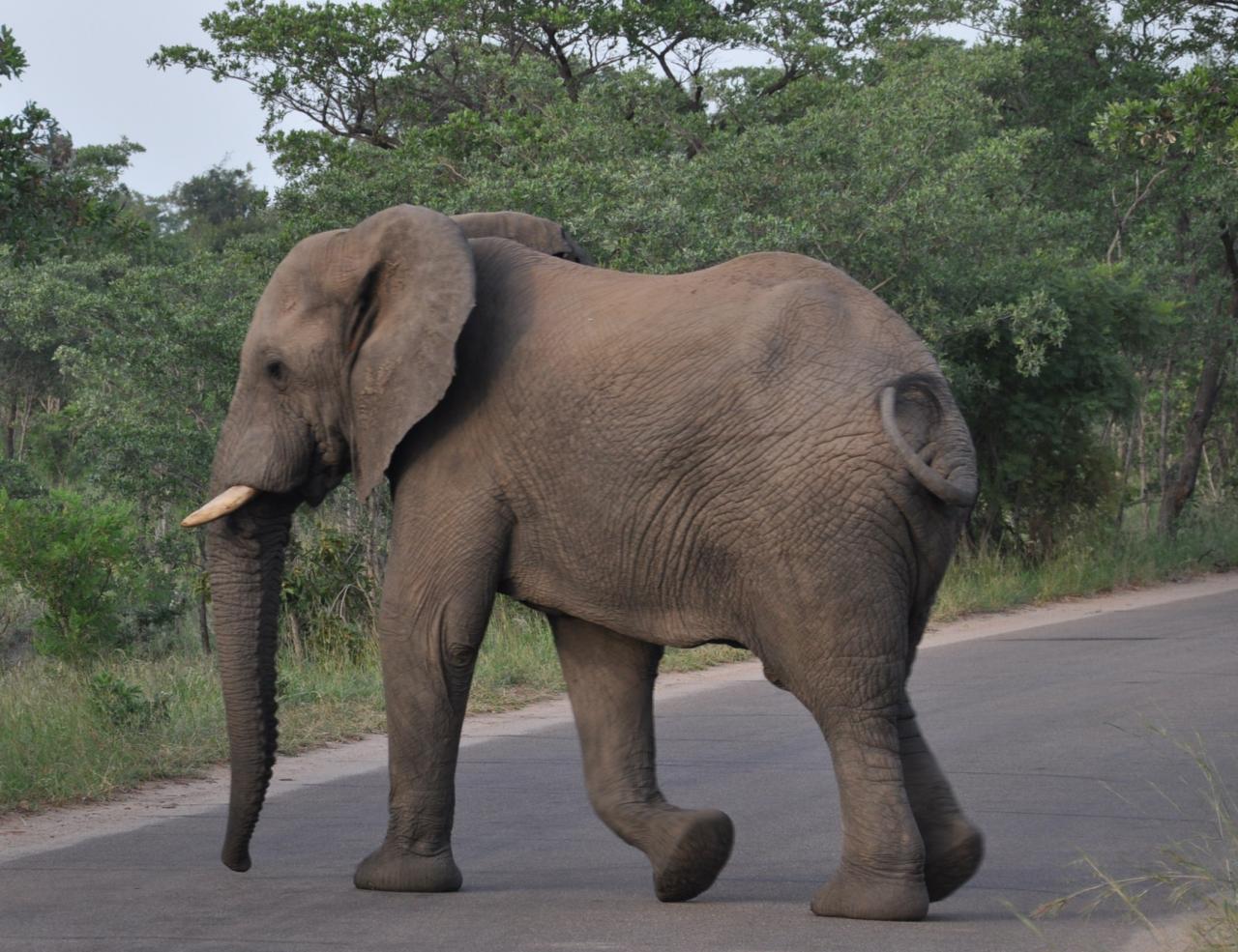 Eléphant du Parc Kruger