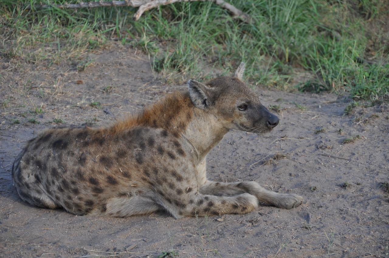 Une hyène