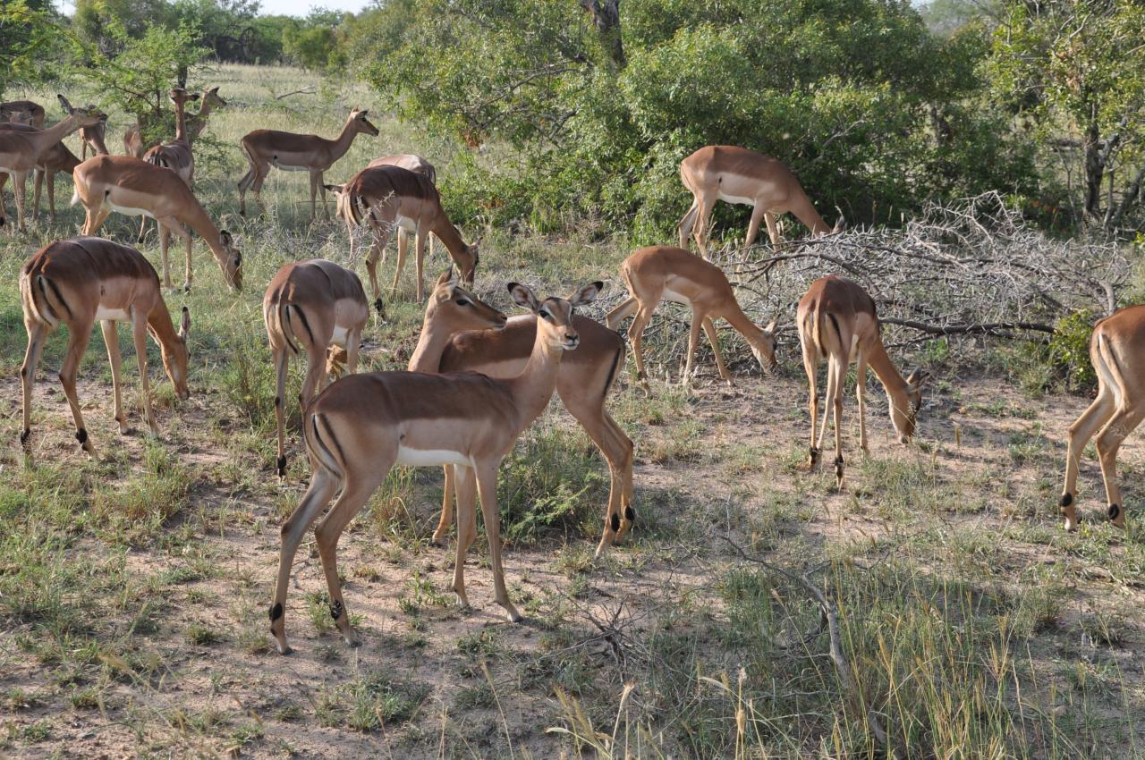 Troupeau d'impalas