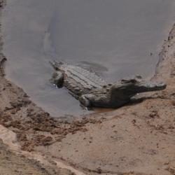 Crocodile dans la rivière Kruger