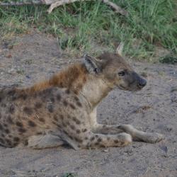 une hyène
