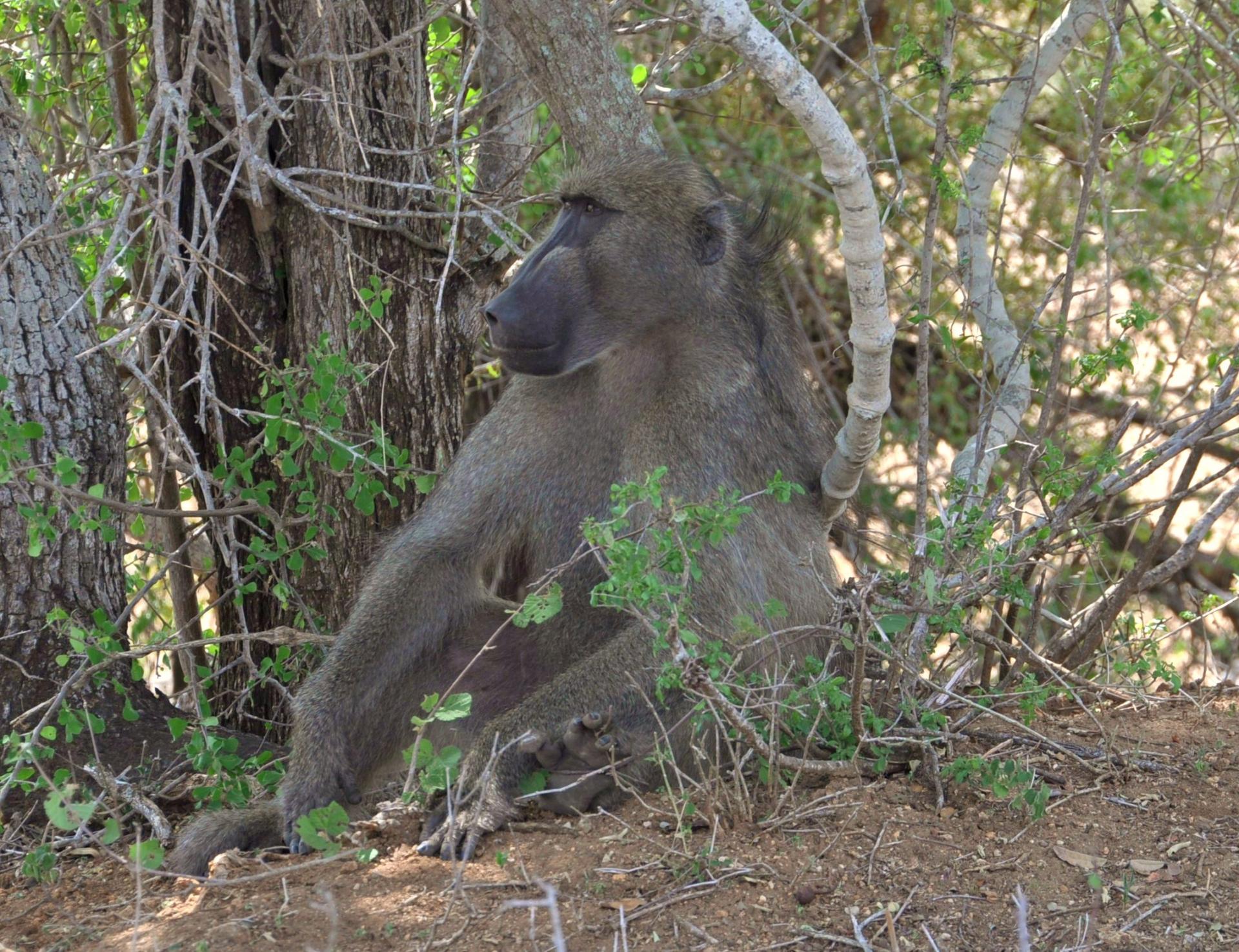 Baboin du Parc Kruger