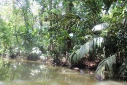 La jungle en forêt équatoriale humide